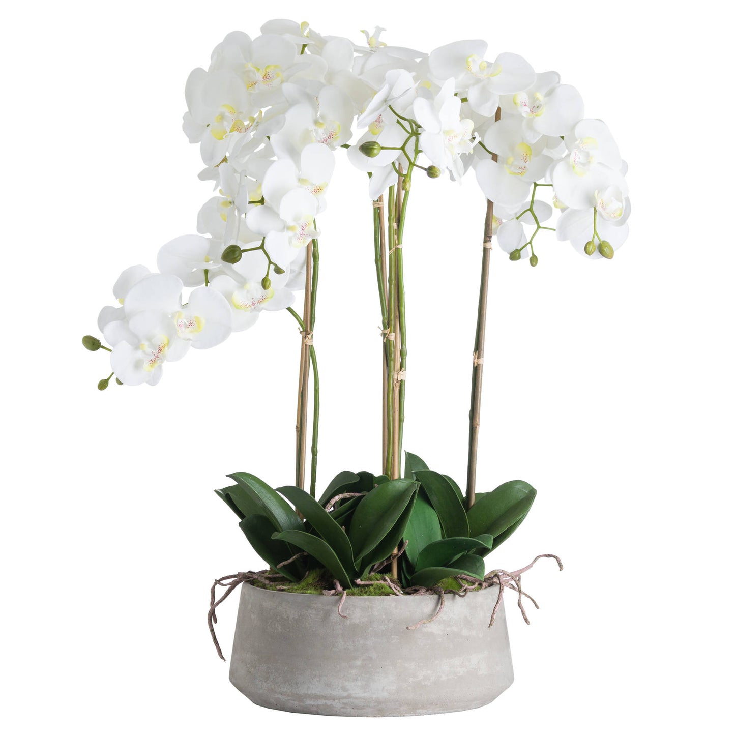 Large White Orchid in a Stone Pot