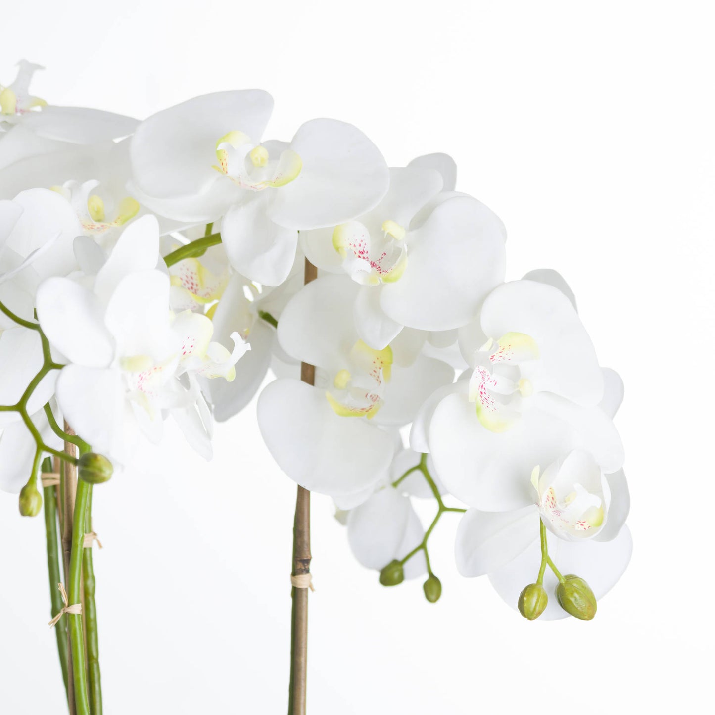 Large White Orchid in a Stone Pot