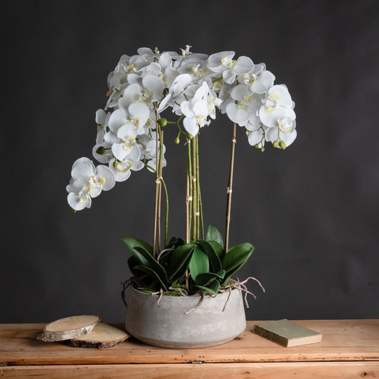 Large White Orchid in a Stone Pot